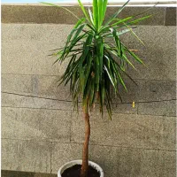 یوکا،تنه درختی