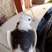 طوقی|حیوانات|اهواز, اهواز|دیوار