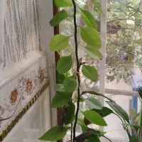 فروش گل خانگی|گل و گیاه طبیعی|سرپل ذهاب, |دیوار