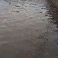 ماهی قرمز عید|ماهی|گنبد کاووس, |دیوار