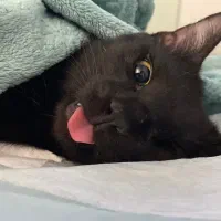 گربه نر عقیم، واکسن زده و شناسنامه دار ده ماهه