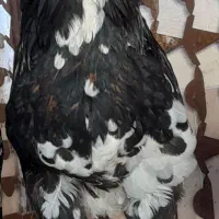 دو تا خروس گلین