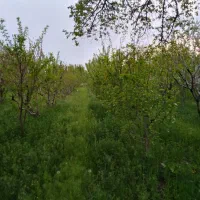 باغچه ویلایی یک طناب جاده شور کند یاغمورعلی