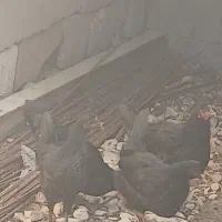 مرغ فروش|حیوانات مزرعه|اهرم, |دیوار