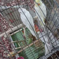 عروس هلندی.ایزابلا.وایت فیس.آلبینو|پرنده|ری, علایین|دیوار