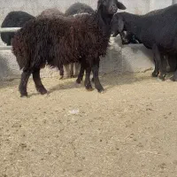 چهارتا بره نر هترو