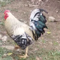 فروش خروس گلین|حیوانات مزرعه|شیرگاه, |دیوار