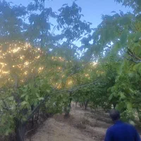 فروش باغ یک هکتار نیم|فروش زمین و ملک کلنگی|موچش, |دیوار