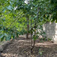 فروش زمین|فروش زمین و ملک کلنگی|لواسان, |دیوار