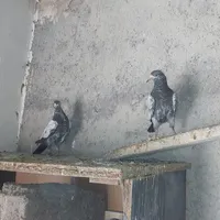 کبوتر پرشی