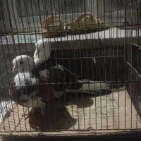 شازده دوجفت