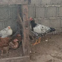 مرغ خروس نیمچه|حیوانات مزرعه|رشت, سیا اسطلخ|دیوار