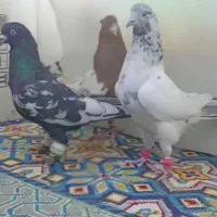 3تا نر پرشی کفتر بوم