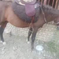 اسب یورقه۳۰ملیون|اسب و تجهیزات اسب‌سواری|مشهد, فردوسی|دیوار