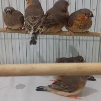 فنچ زبرا فول اورنج خالص هاف اورنج ماده تک موجوده|پرنده|پاکدشت, خاتون آباد|دیوار