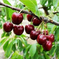 نهال گیلاس تکدانه مشهد