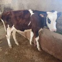 گوساله گاوماده سیمینتال امریکایی