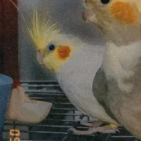 عروس هلندی گمشده (+مژدگانی)|حیوانات|اهر, |دیوار