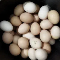 تخم‌مرغ‌محلی‌نطفه‌دار