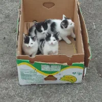 بچه گربه نژاد دار