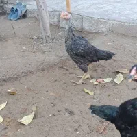 دو عدد مرغ لاری|حیوانات مزرعه|شوط, |دیوار