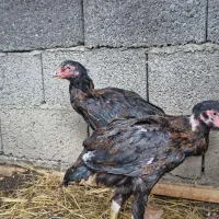 مرغ لاری نیمچه|حیوانات مزرعه|رشت, احمد گوراب|دیوار