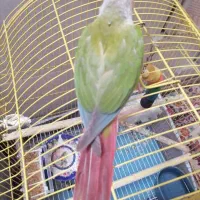 گریچینگ آناناس 8ماهه دستی|پرنده|اردکان, |دیوار