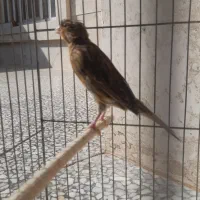 قناری ماده|پرنده|مرودشت, فاز اول شهرک فرهنگیان|دیوار