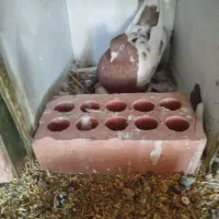 جفت سینه قهوای تخم جوجه ای ،|پرنده|کرمان, |دیوار