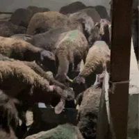 میش و کاوور شیشک بره ماده هترو پای قوچ