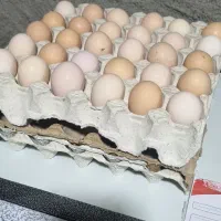 تخم نطفه دار و جوجه یک روزه مرندی