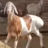 گوسفند چینی