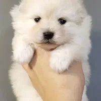 توله سگ پاپی پامر پامرانین عروسکی جیبی|سگ|اصفهان, خانه اصفهان|دیوار