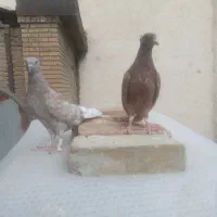 کبوترپرشی کم نگهداراینجورنگهدارجهت نمایش