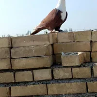 کلاغ سرخ ماده