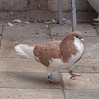 فروش کبوتر نر دوری صفت