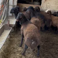 گوسفند نر|حیوانات مزرعه|ارومیه, |دیوار