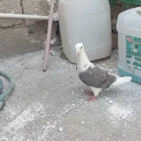 کفتر