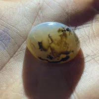 شجر نگین
