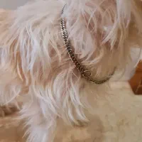 قلاده گردنی زنجیری برای سگ و گربه|لوازم جانبی حیوانات|تهران, بهار|دیوار