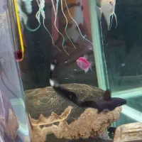 دو عدد روح ماهی|ماهی|ارومیه, |دیوار