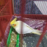 عروس هلندی لوتینو|پرنده|بندر ماهشهر, |دیوار