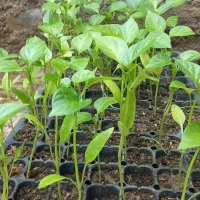 فروش نشا گوجه فلفل وبامیه و بادمجان