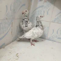 کبوتر|پرنده|سبزوار, هویزه|دیوار