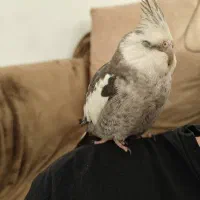 عروس هلندی دستی|حیوانات|شیراز, کوشک میدان|دیوار