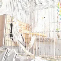 یک جفت عروس هلندی نروماده مولد|پرنده|چهارباغ, |دیوار