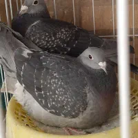 پلاکی مسافتی بلند