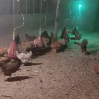 مرغ تخم گذار|حیوانات مزرعه|نقده, |دیوار