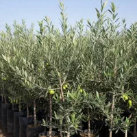 فرصت ویژه فروش نهال زیتون کنسروالیا گواهی‌دار