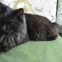 واگذاری گربه پرشین مشکی